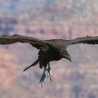 Black Condor