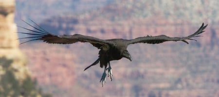 Black Condor - paws, soaring, feathers, canyon, beak, wings, black, bird