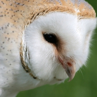 Church Owl