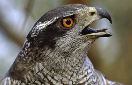 Hawk Head - grey, white, open, beak, eye, tongue