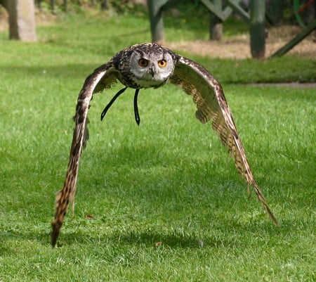 Owl in Flight - owl, touching, legs, green, wings, beak, eyes, grass