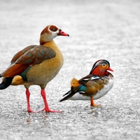 Colorful Ducks