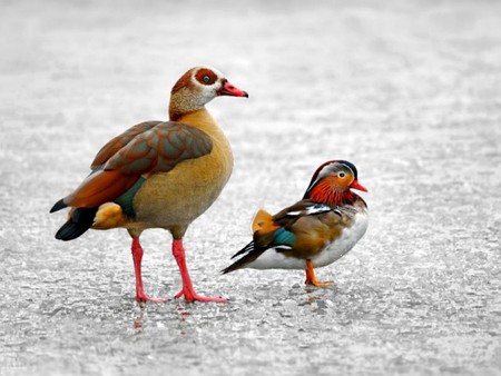 Colorful Ducks - colorful, picture, ducks, beautiful