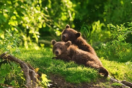 Brown Bears Cubs - picture, bears, brown, cubs, cool