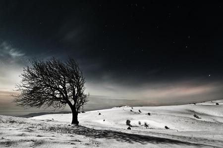 RESISTANCE - sky, cold, dark, snow, night, winter, tree, wind