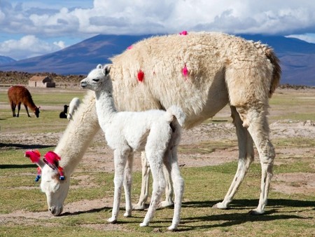 Lama - beautiful, cool, picture, lama