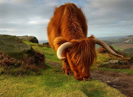 Highland Cattle - cow, highland, cattle, picture, scotland, cool