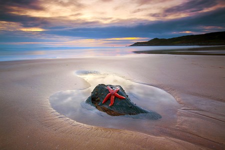 Star Fish - picture, star, beautiful, fish, on beach