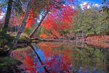 Colors of Nature - trees, nature, picture, beautiful, autumn, colors