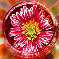 Flower in Glass