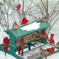 cardinals