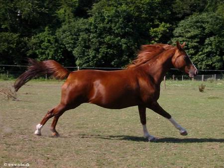 Take Two - horse, arabian, stallion, racing