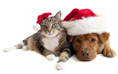 friends - nice, hat, animals, feline, hats, santa, cool, dog, holiday, cat, puppy, kitten, christmas, happy new year, merry christmas, beautiful, sweet