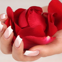 red rose