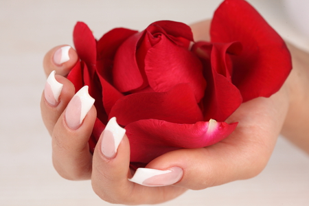 red rose - elegant, beautiful, photography, manicure, photo, cool, flower, petals, hand, red, rose, nice