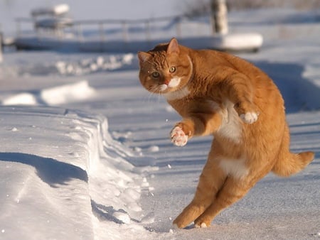 gotcha! - winter, funny, cute, snow, lovely, cat