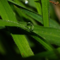 Ubuntu Grass