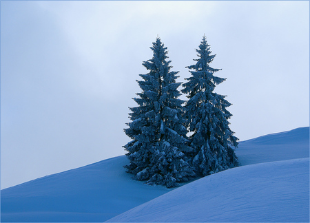 Beautiful Winter - white, hill, sky, two pine trees, snow, blue, beautiful