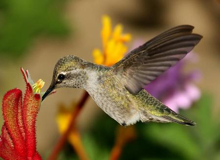 flying bird - flowers, fly, animal, bird