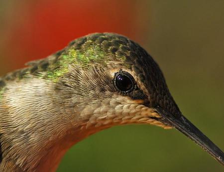 face bird - face, animal, eye, bird