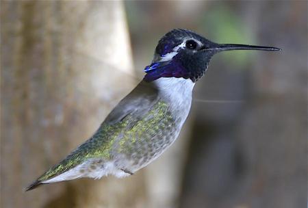 flying bird - fly, animal, color, bird