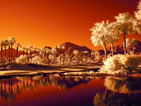 Infrared palm spring - lake, sky, landscape, trees, daylight, day, water, sunset, palm, nature, infrared, red, orange, tree, grass, land