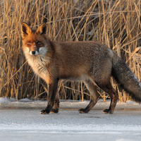Fox
