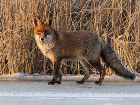 Fox - fox, reed, sunlight, snow, looking