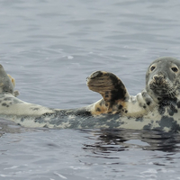 Grey Seal