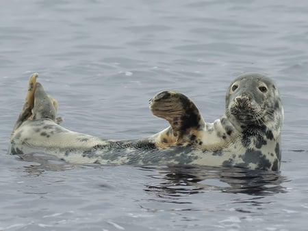 Grey Seal - paw, grey, water, spots, seal, fin