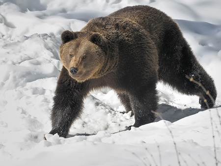 Wandering Bear - legs, brown, bear, wandering, snow