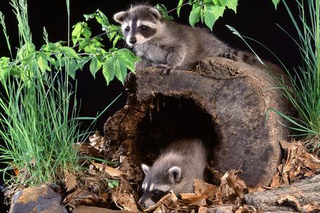 Raccoons - tree, raccoon, nature, green