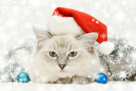 Christmas Cat - pretty, cat face, magic, blue, eyes, paws, holiday, kitten, red, magic christmas, cats, face, merry christmas, xmas, ball, happy new year, beautiful, balls, christmas cat, photography, beauty, colors, sweet, cat, christmas, colorful, silver, new year, cute, adorable, animals, kitty