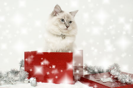 Adorable Cat - new year, xmas, gift, animals, eyes, magic, white, face, balls, holiday, gifts, adorable, kitten, happy new year, holidays, beautiful, sweet, happy, cat face, beauty, photography, magic christmas, silver, box, pretty, cute, stars, cat, kitty, merry, ball, lovely, christmas, merry christmas, red, cats, christmas cat, colors