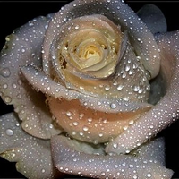 Grey white rose tears