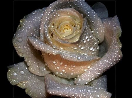 Grey white rose tears - white, grey, water, rose, drops