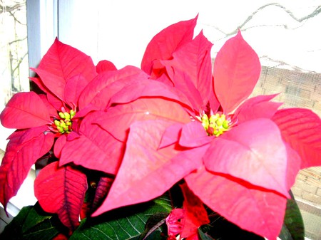 Christmas flowers-for Sharon - red, gift, flowers, seson, roseofsharon, nature, christmas, green