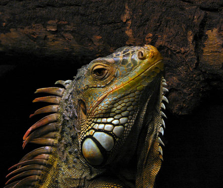 Charlie - male, animal, iguana, green, reptile