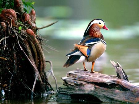 standing duck - wood, duck, animal, water, color