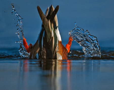 what are your doing duck? - animal, water, color, duck