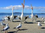 singing pelican