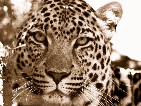 Leopard - leapeard, nature, photography, cats, animals