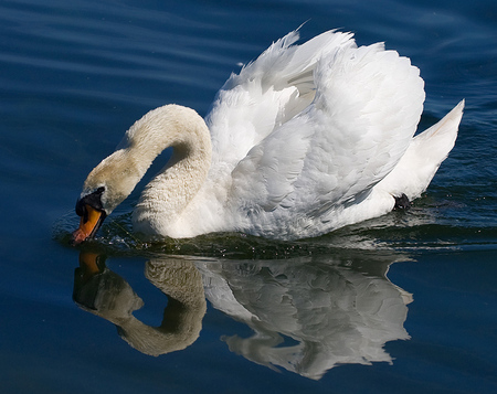 drinking - white, swan, duck, reflection, water, animal