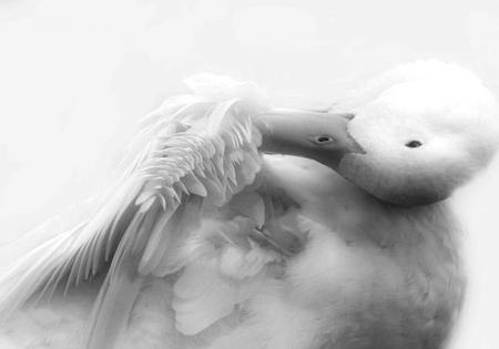 big duck - white, swan, duck, soft, wings, animal