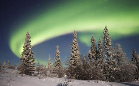 Winter aurora borealis - aurora borealis, sky, winter, tree, snow, season