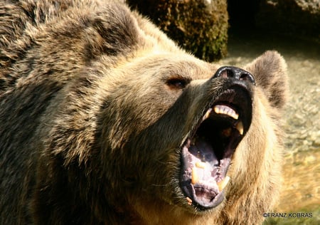 hungry< - tierpark, braunbaer, hungrig, gruenau