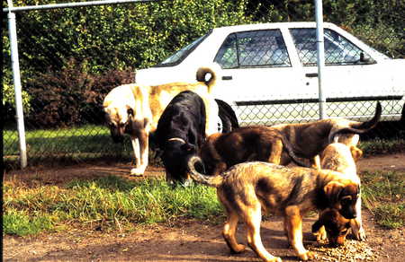 Roan with his family. - puppys, breed, familie, dogs