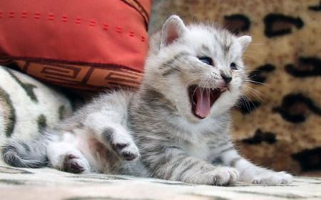 cute kitty - kitten, funny, cute, nice, lovely, cat