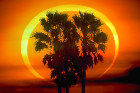 Caribean Eclipse - moon, yellow, eclipse, palm trees, orange, sun