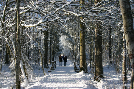 winterwalk - winter, almtal, gruenau, snow